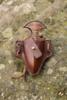 Push Dagger holder inkl. knife Brown